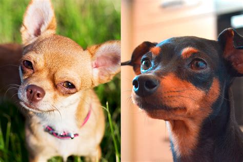 are mini pinschers similar to chihuahua